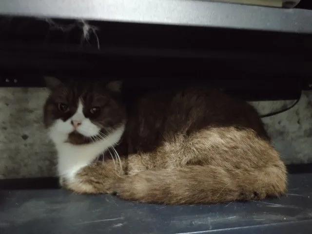 แม่พันธุ์ scottish fold
