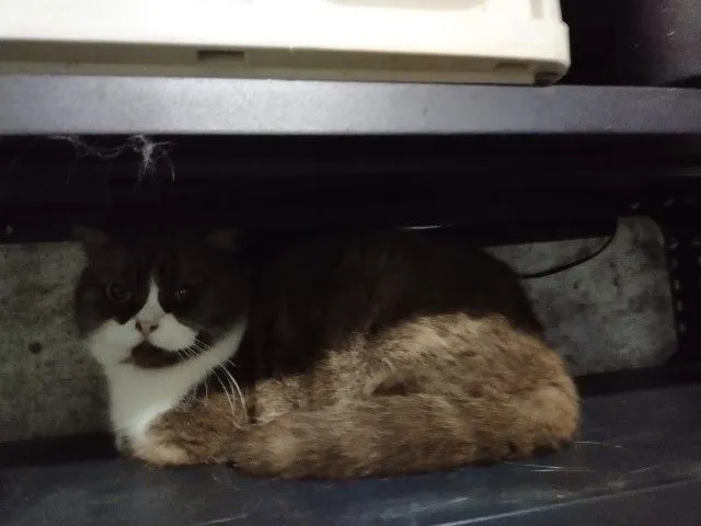 แม่พันธุ์ scottish fold