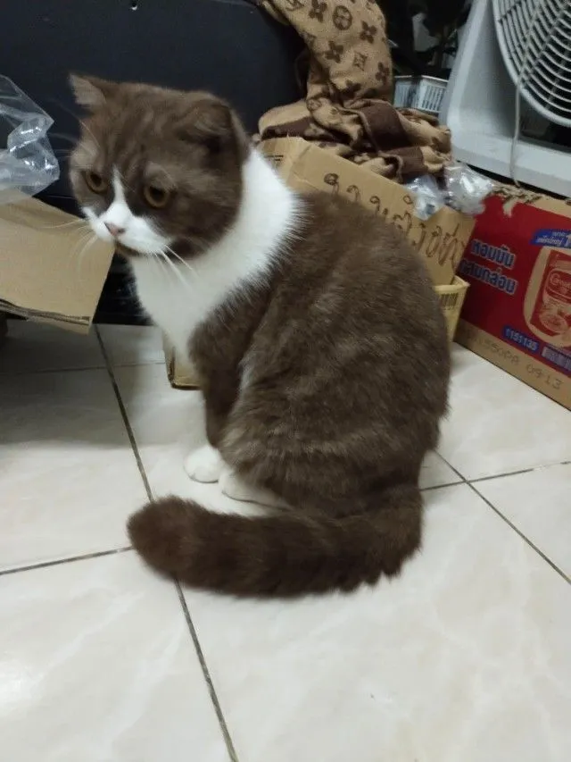 แม่พันธุ์ scottish fold