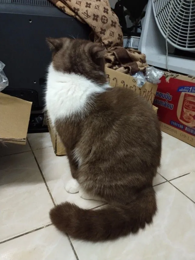 แม่พันธุ์ scottish fold