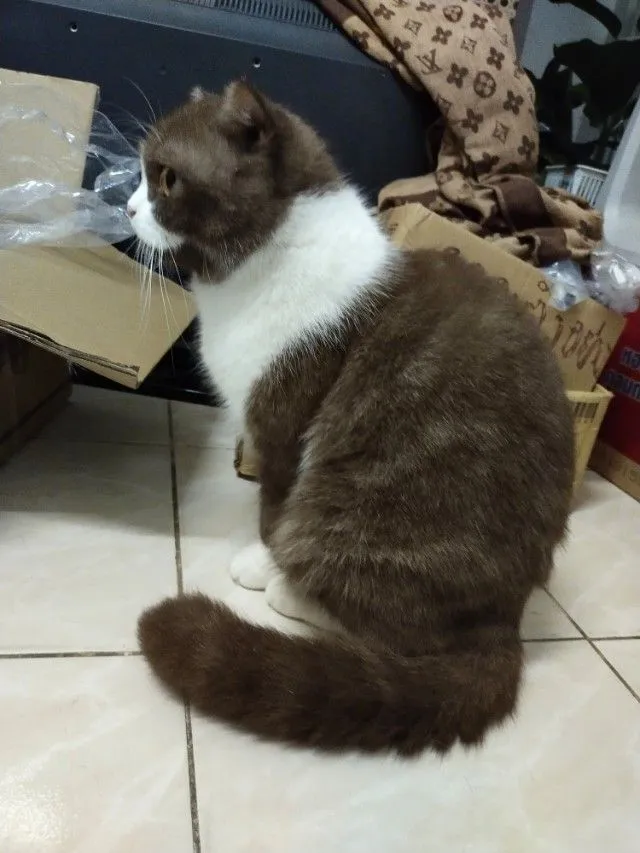 แม่พันธุ์ scottish fold