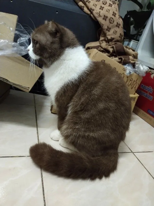 แม่พันธุ์ scottish fold