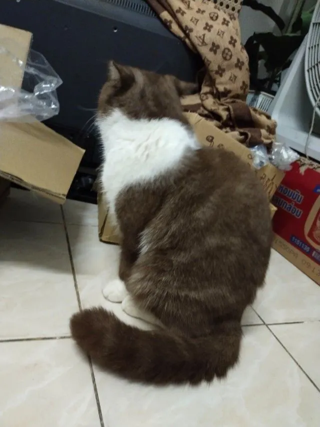 แม่พันธุ์ scottish fold