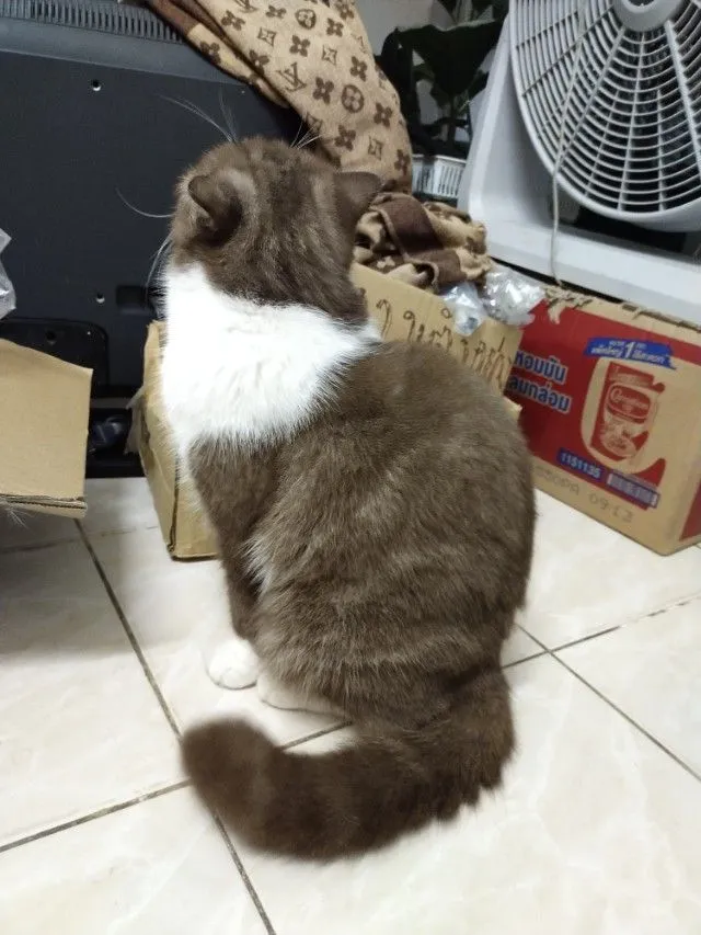 แม่พันธุ์ scottish fold