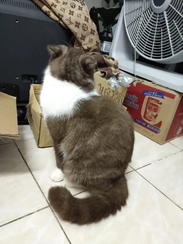แม่พันธุ์ scottish fold