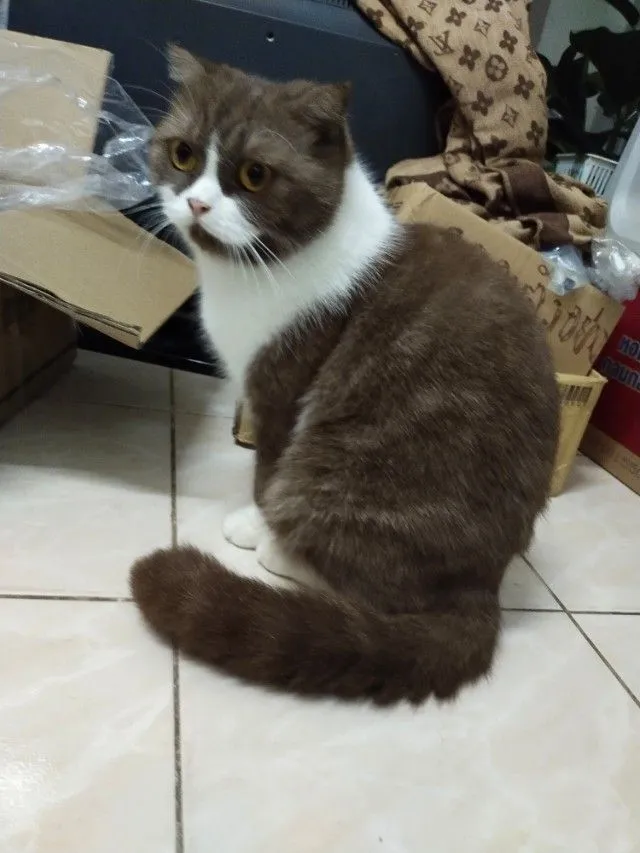 แม่พันธุ์ scottish fold