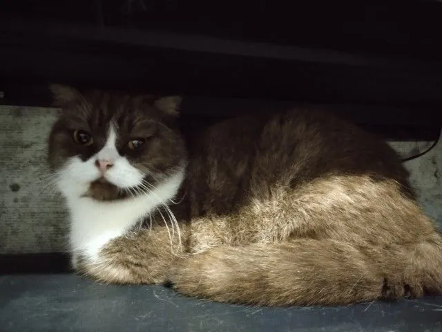 แม่พันธุ์ scottish fold