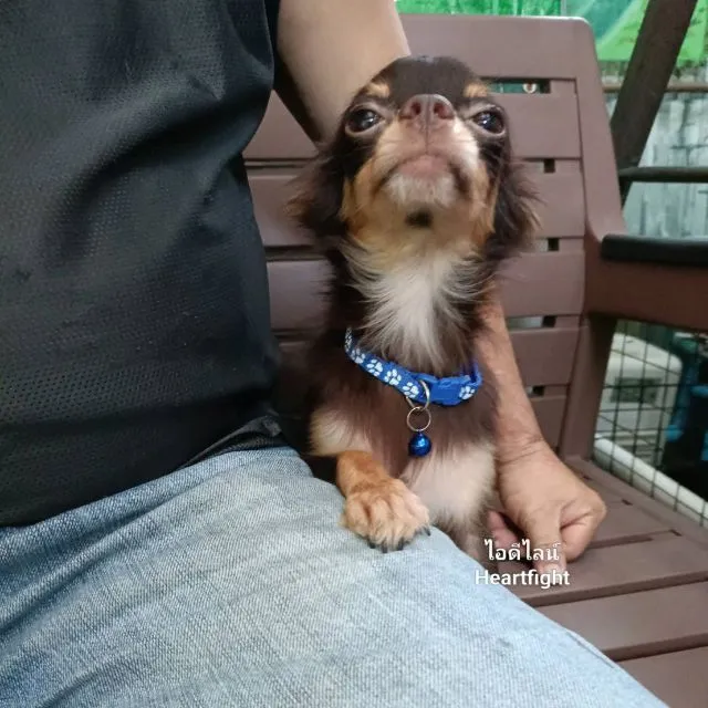ชิวาว่า(หนุ่มอายุ1ปีกว่า)