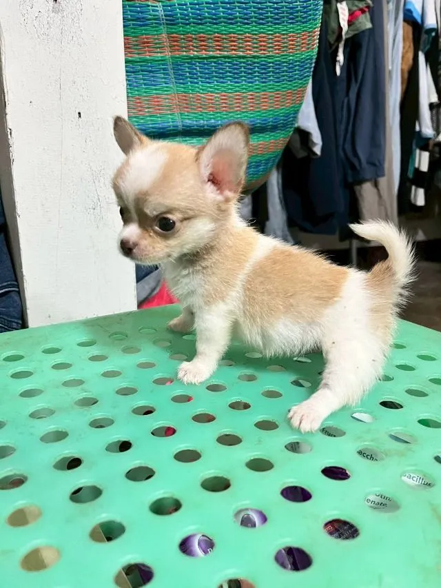 ชิวาวา