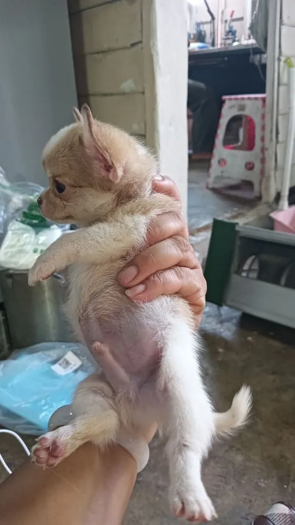 ชิวาวา