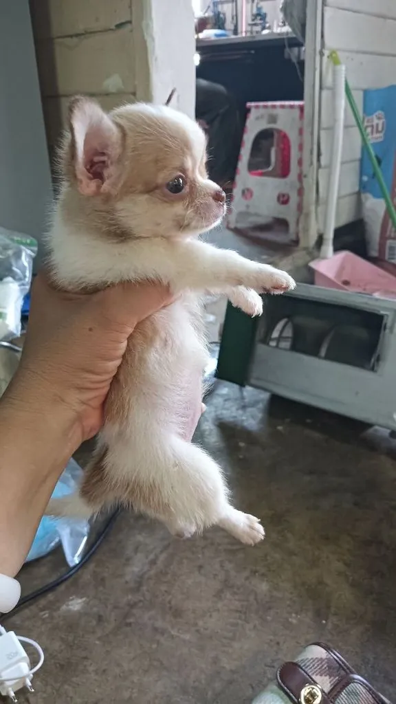 ชิวาวา
