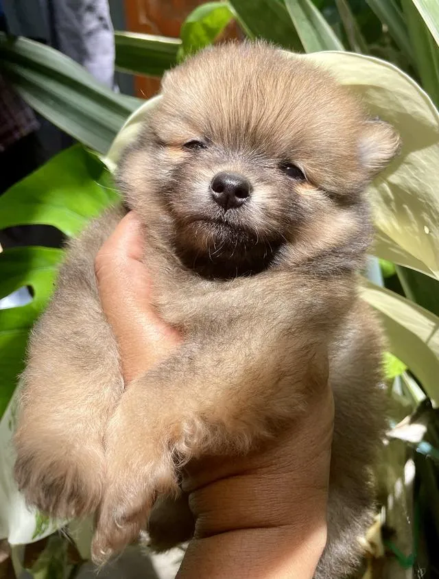 ลูกสุนัข ปอมเมอเรเนียน