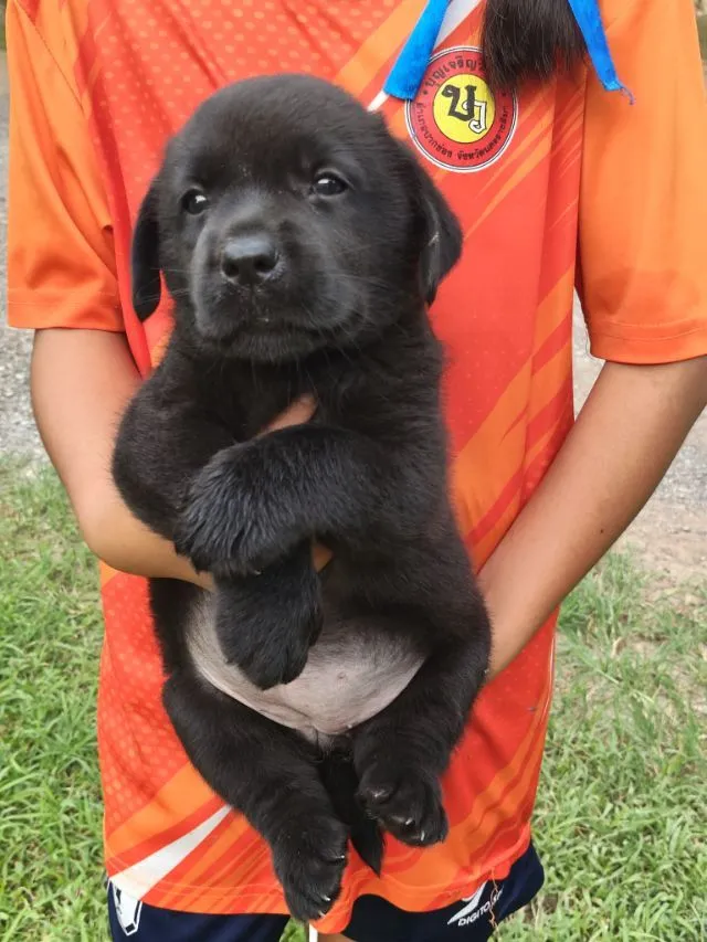 น้องลาบราดอร์เพศหญิงกำลังมองหาครอบครัวที่อบอุ่นเป็นมิตรที่ดีน้องสายพันธุ์แท้100สอบุามแอ้ดไลน์หรือโทร0813643191ค่ะ
