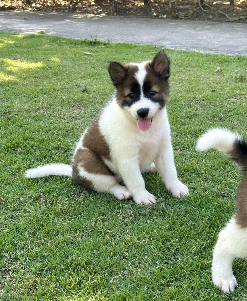 Trained Thai Bangkaew Puppies