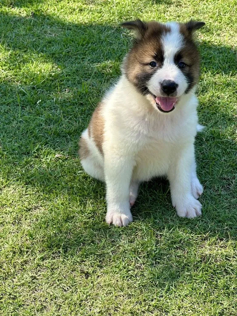 Trained Thai Bangkaew Puppies