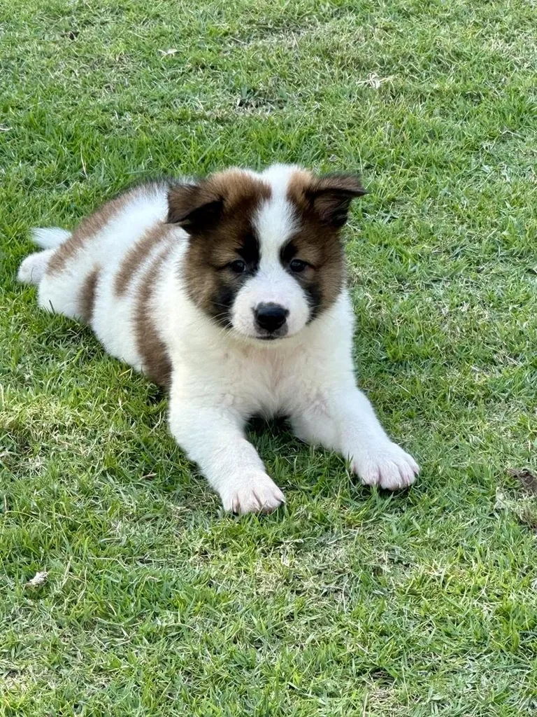 Trained Thai Bangkaew Puppies