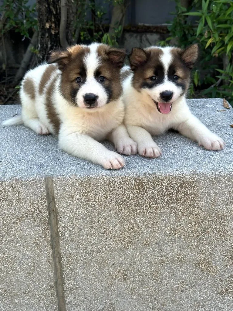 Trained Thai Bangkaew Puppies