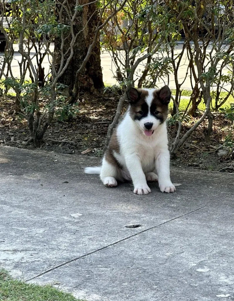 Trained Thai Bangkaew Puppies