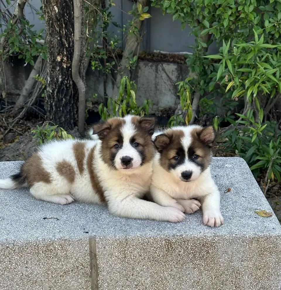 Trained Thai Bangkaew Puppies