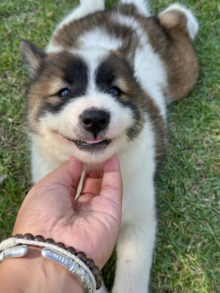 Trained Thai Bangkaew Puppies