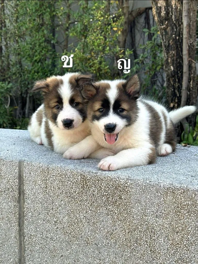 Trained Thai Bangkaew Puppies