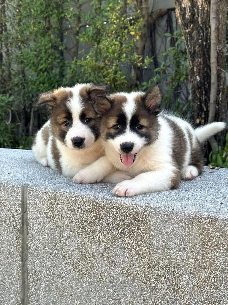Trained Thai Bangkaew Puppies