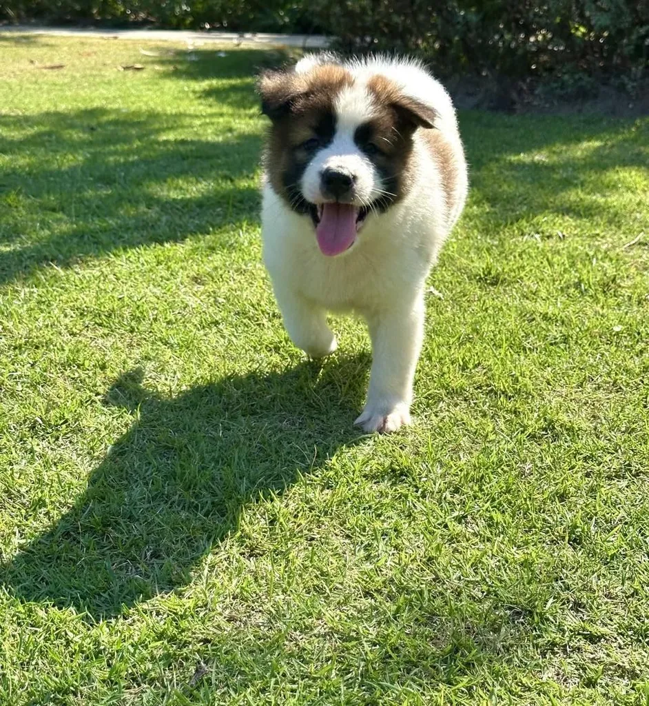 Trained Thai Bangkaew Puppies