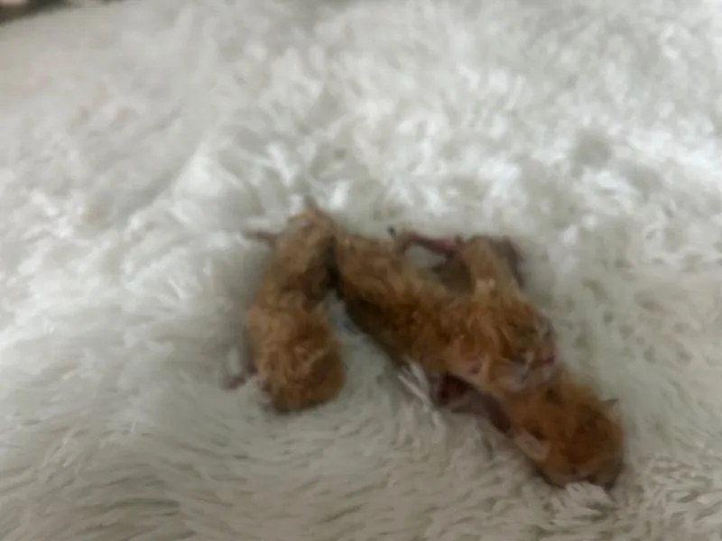 เปิดจองลูกแมวเอ็กโซติกLh