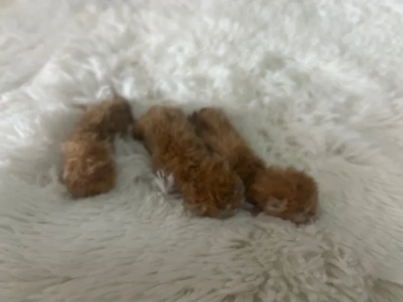 เปิดจองลูกแมวเอ็กโซติกLh