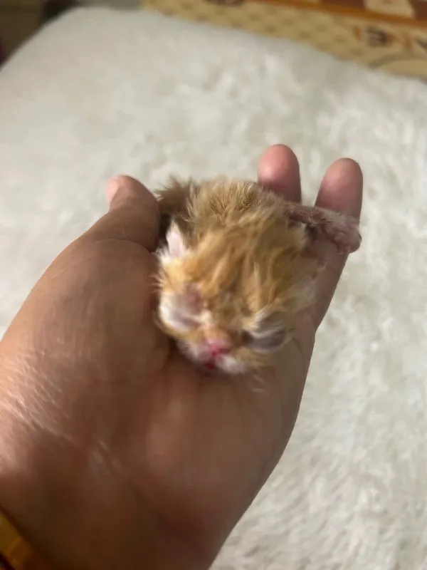 เปิดจองลูกแมวเอ็กโซติกLh