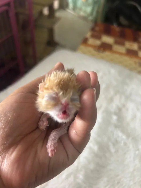 เปิดจองลูกแมวเอ็กโซติกLh