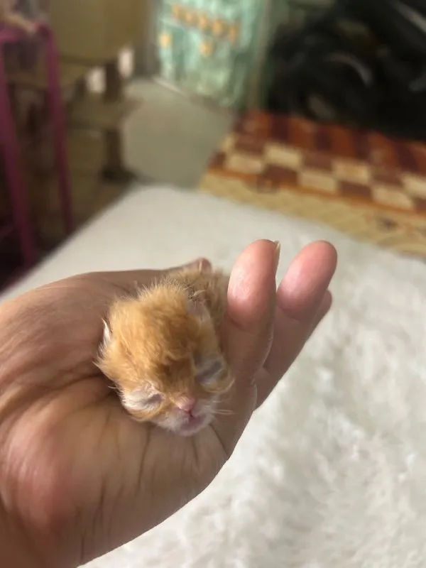 เปิดจองลูกแมวเอ็กโซติกLh