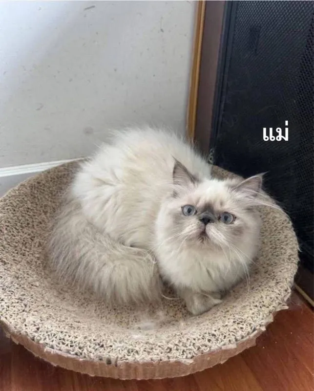 เปิดจองลูกแมวเอ็กโซติกLh