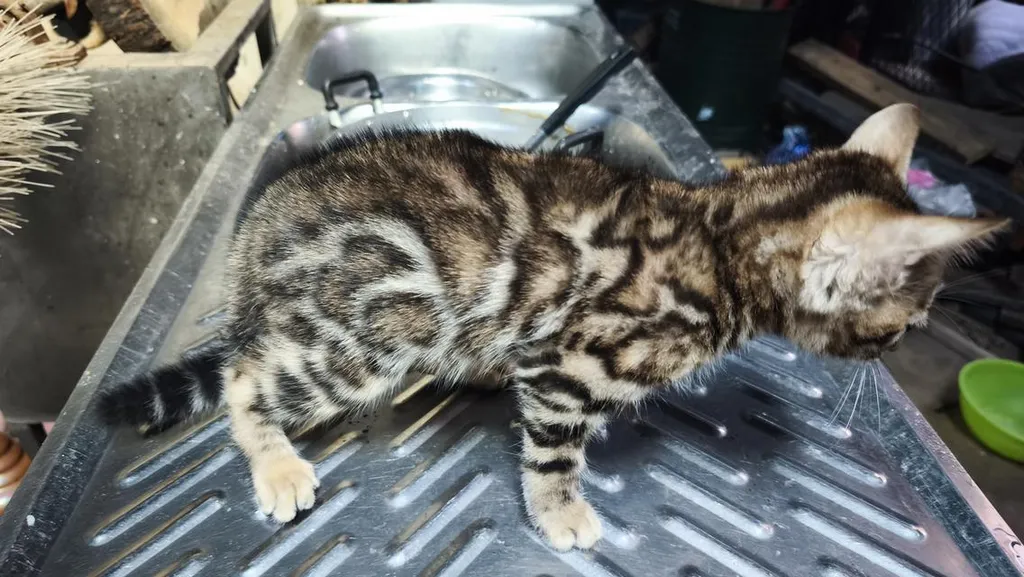 ลูกแมวเบงกอลอยู่อุบลครับ