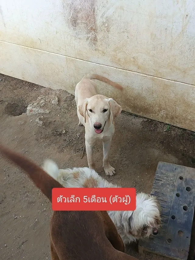 ลาบราดอร์หาบ้านใหม่ มี3ตัว