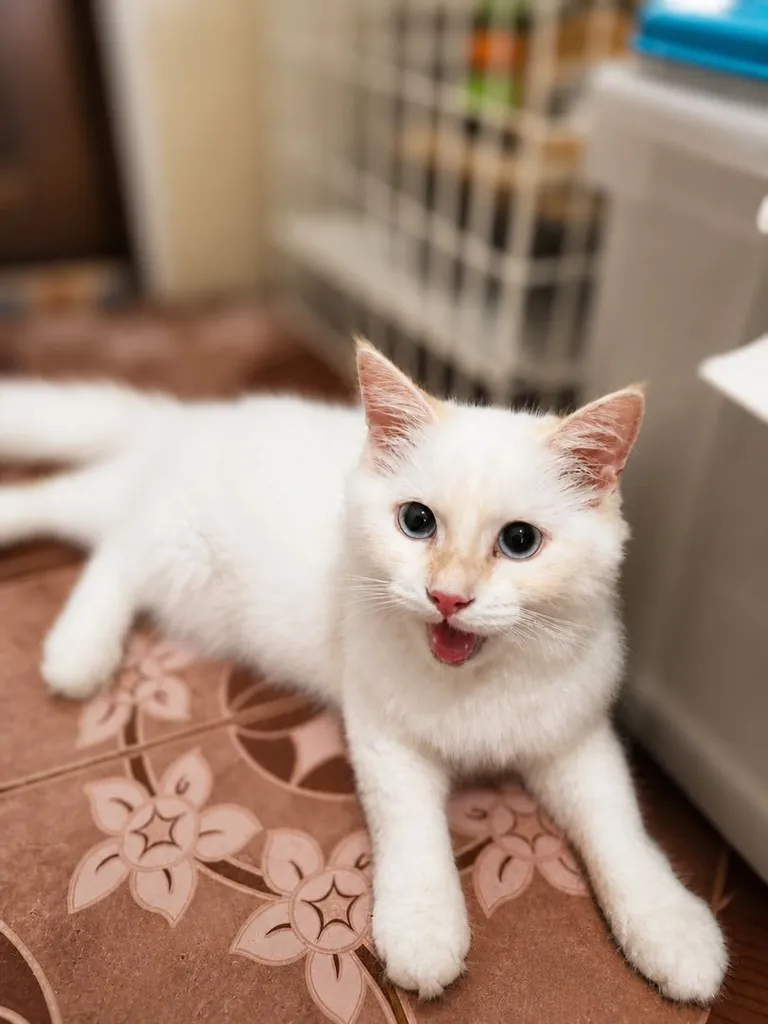 ลูกแมวสีขาว ขนฟู ตาฟ้า น่ารักมาก เพศผู้ อายุ 4 เดือน ชาย
