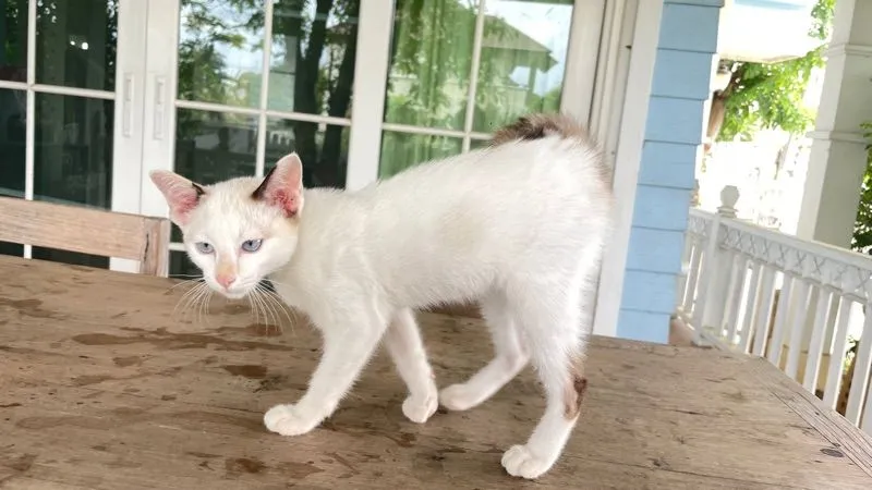 น้องแมวตาสีฟ้า