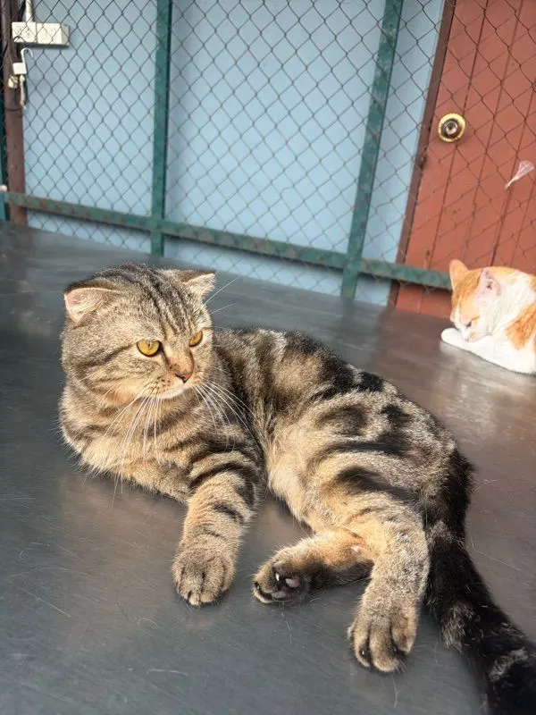 สก๊อตติชขายยกคู่ แม่พันธุ์กำลังตั้งท้อง🐾