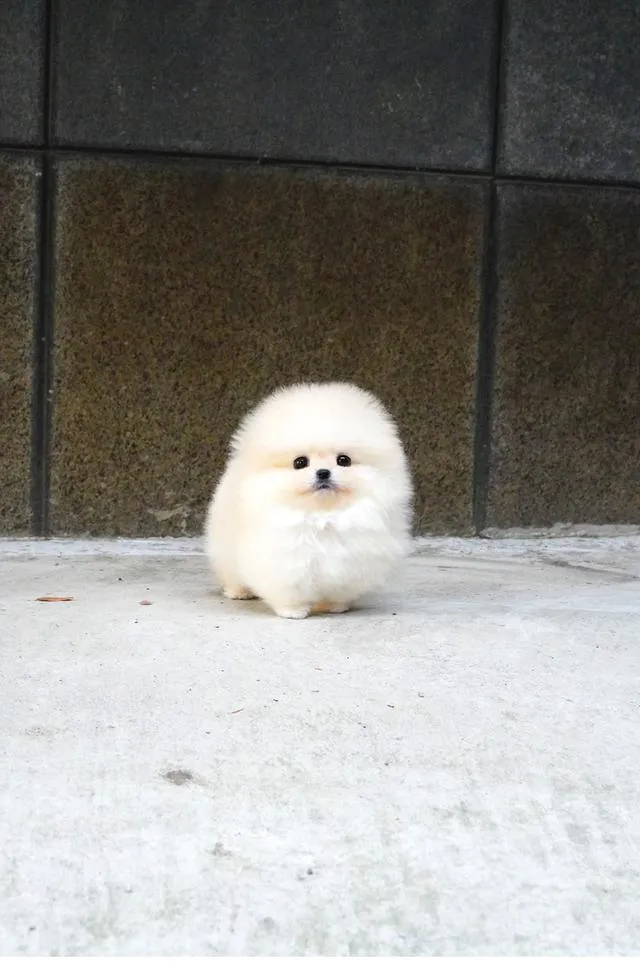 ขาย Pomeranian สีครีม เพศผู้ หน้าหมี ขนแน่น น่ารักมาก นำเข้าจากเกาหลี เกรดพรีเมียม