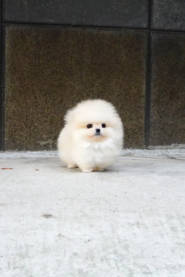 ขาย Pomeranian สีครีม เพศผู้ หน้าหมี ขนแน่น น่ารักมาก นำเข้าจากเกาหลี เกรดพรีเมียม