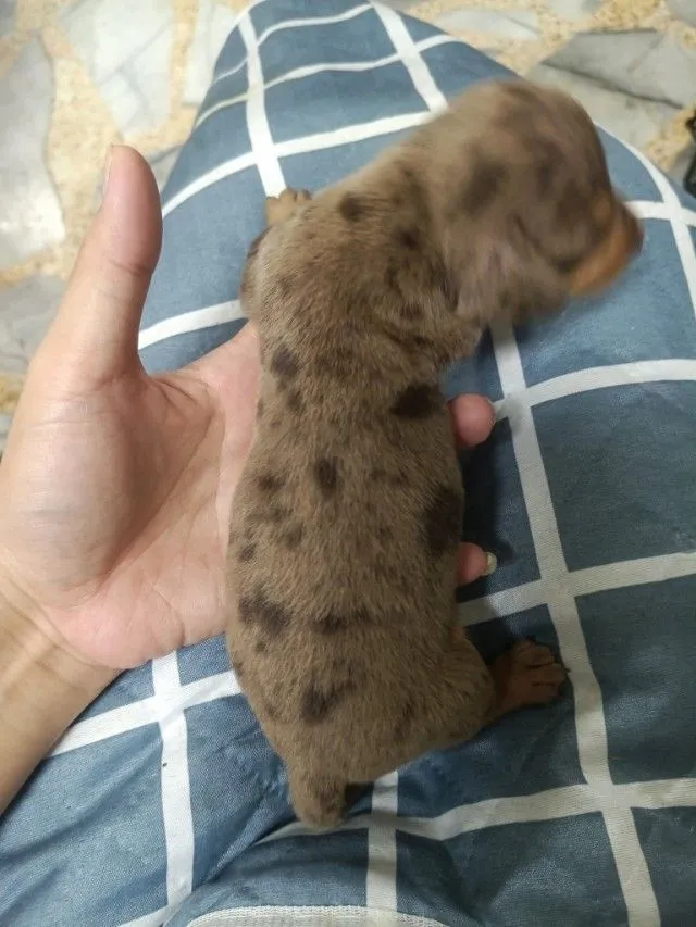 ดัชชุน เมอร์(ปิด)