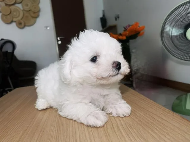 สุนัขสายพันธุ์บิชอง ฟริเซ่ (Bichon Frise)
ราคาง่ายคุยกันได้ค่ะ สายพันธ์แท้ พ่อนอก มีใบเพด มีน้องไปไม่เหงาเเน่นอนค่ะ