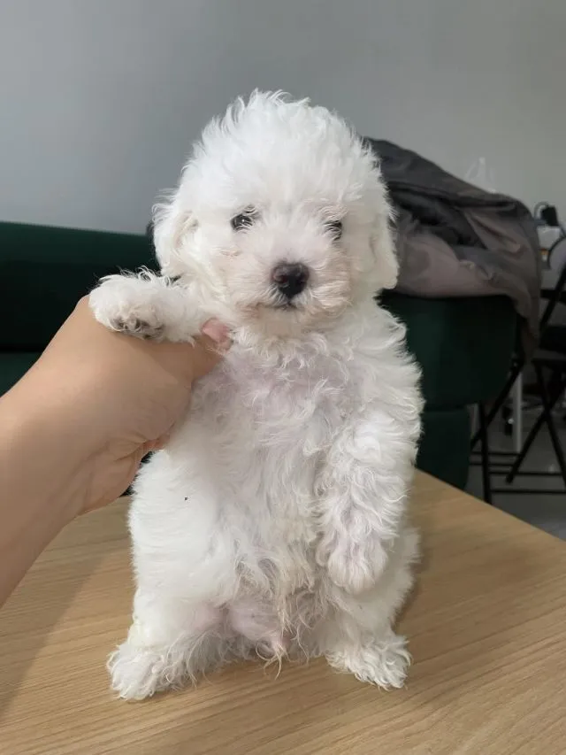 สุนัขสายพันธุ์บิชอง ฟริเซ่ (Bichon Frise)
ราคาง่ายคุยกันได้ค่ะ สายพันธ์แท้ พ่อนอก มีใบเพด มีน้องไปไม่เหงาเเน่นอนค่ะ