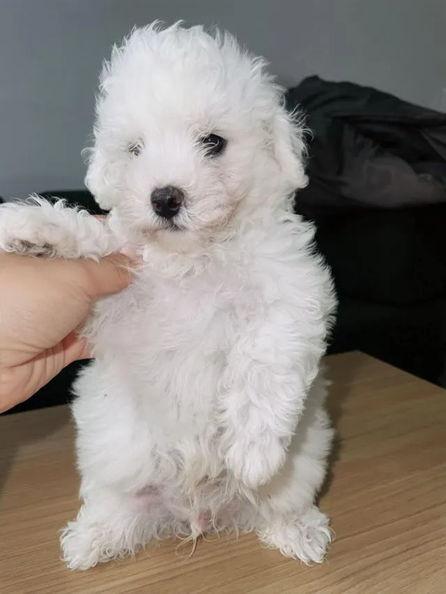 สุนัขสายพันธุ์บิชอง ฟริเซ่ (Bichon Frise)
ราคาง่ายคุยกันได้ค่ะ สายพันธ์แท้ พ่อนอก มีใบเพด มีน้องไปไม่เหงาเเน่นอนค่ะ
