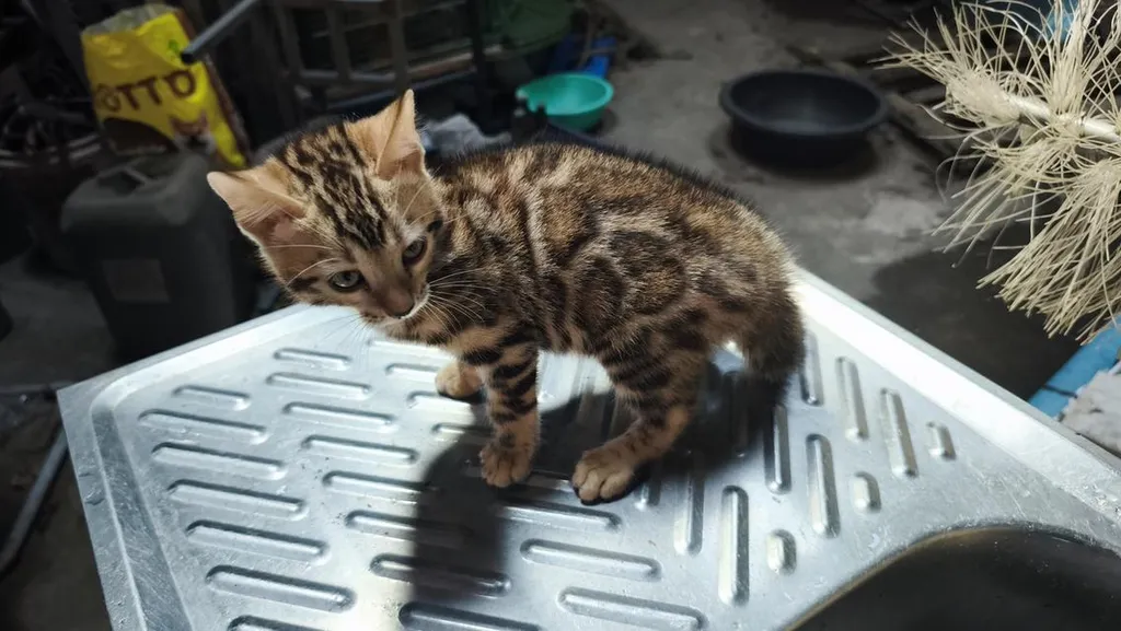 ลูกแมวเบงกอลอยู่อุบลเพศผู้ครับ