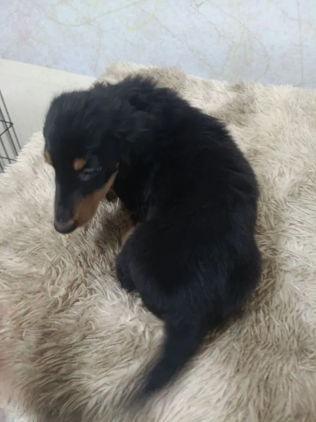 ดัชชุน ขนยาว
