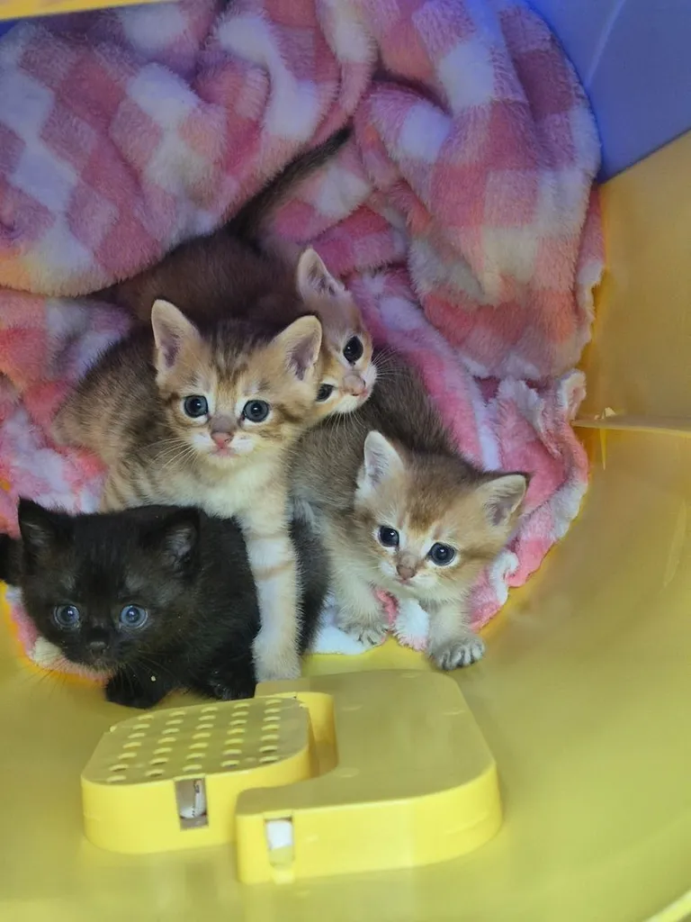 บริติช ชอร์ตแฮร์ (British Shorthair)