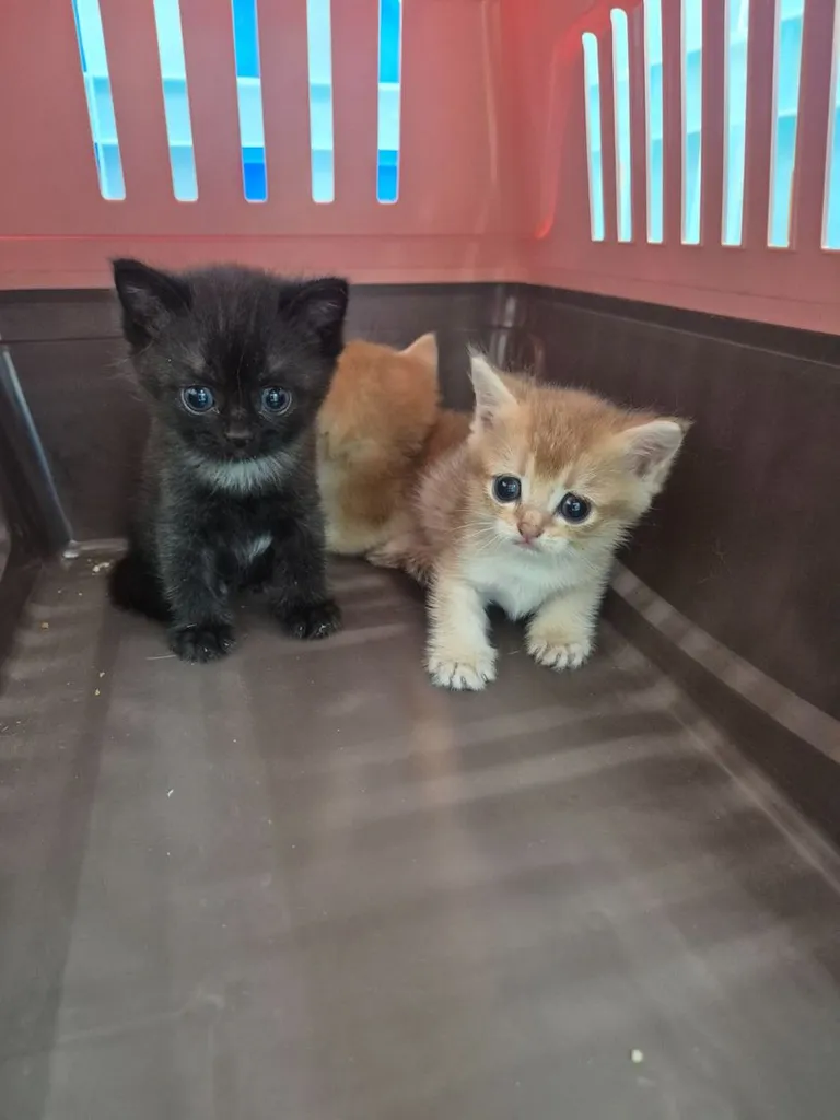 บริติช ชอร์ตแฮร์ (British Shorthair)