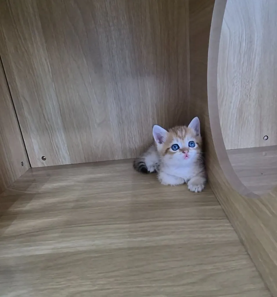 บริติช ชอร์ตแฮร์ (British Shorthair)