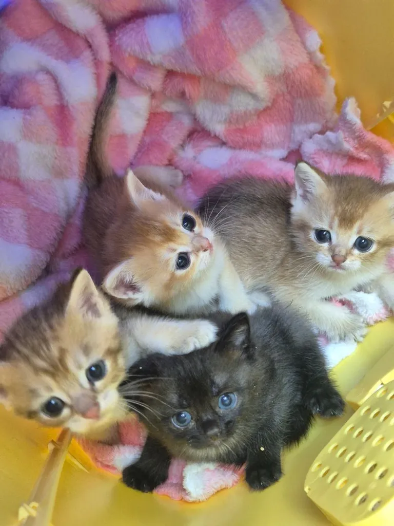 บริติช ชอร์ตแฮร์ (British Shorthair)